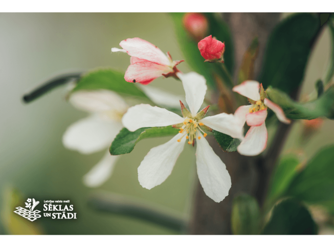 Malus   'Winter Gold'